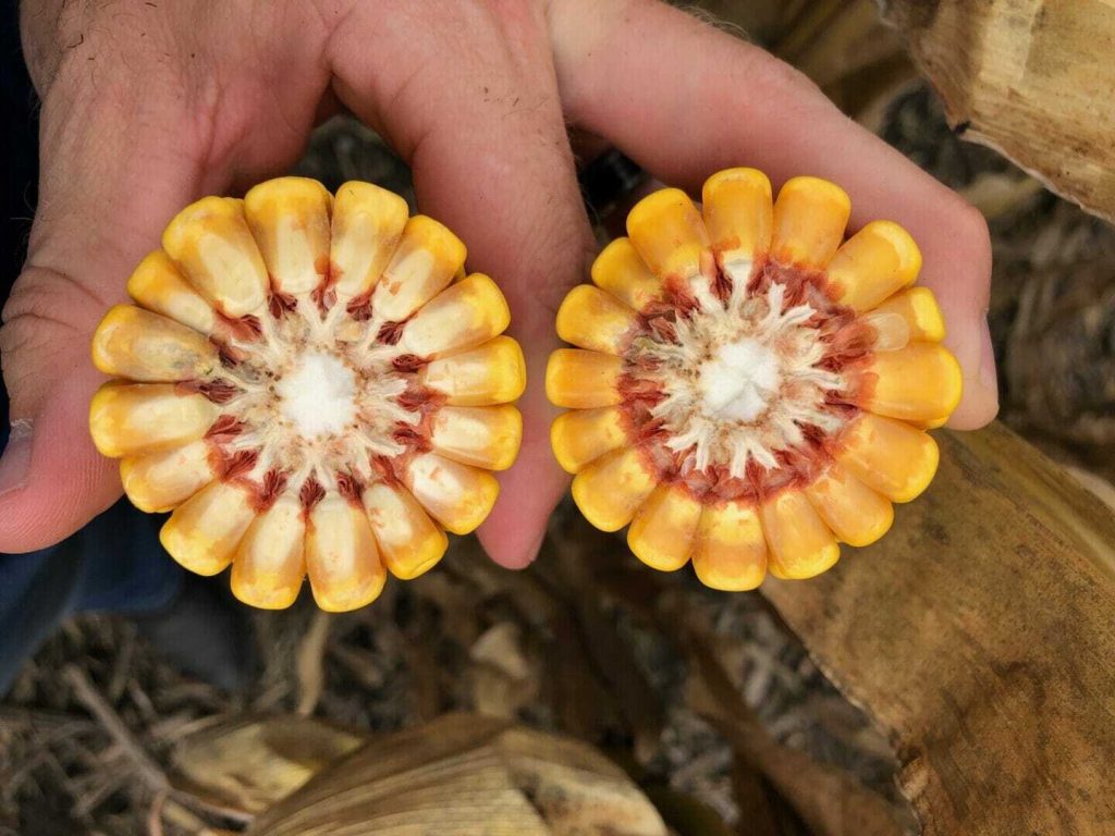 October 23, 2019 Crop Reports