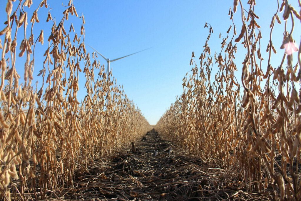 Test for Soybean Cyst Nematode