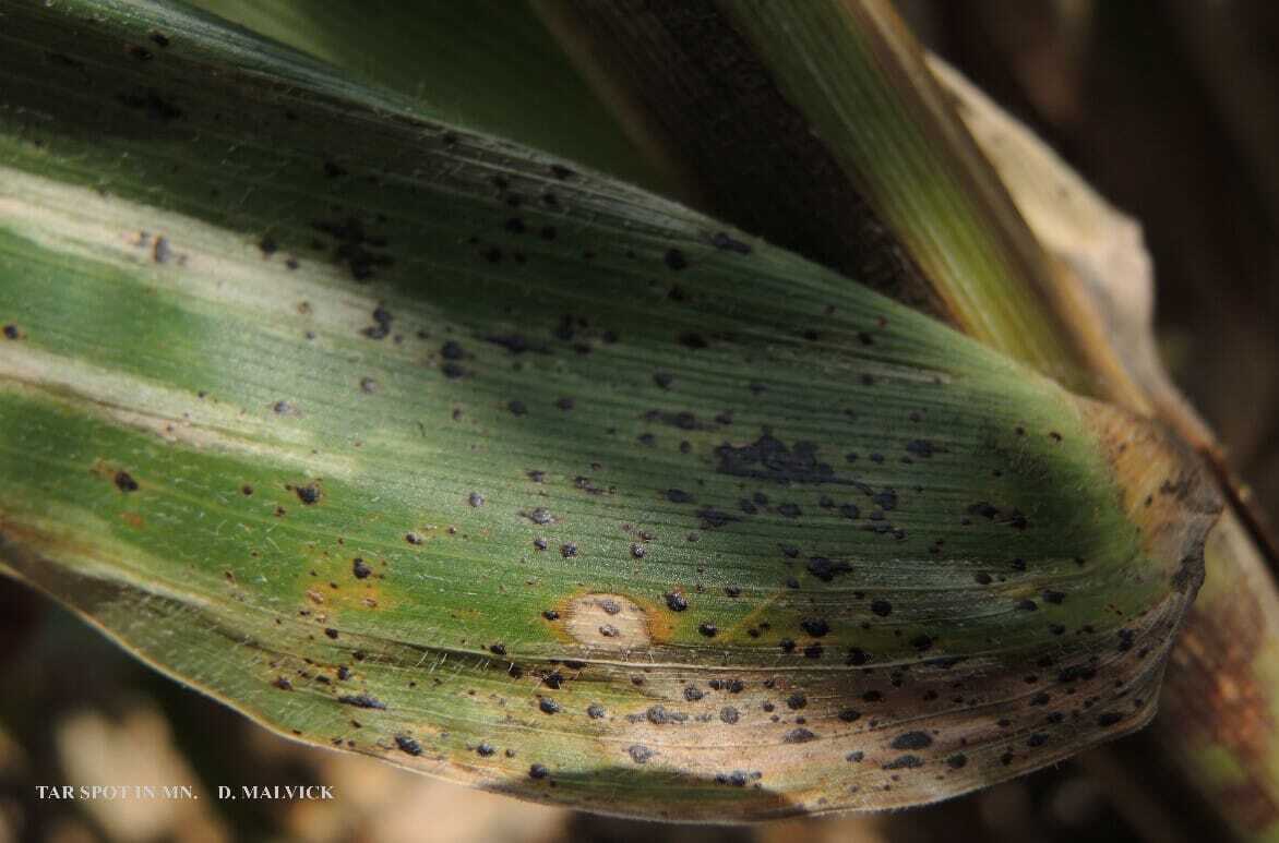 Tar Spot Dean Malvick, Universtiy of Minnesota Extension plant pathologist