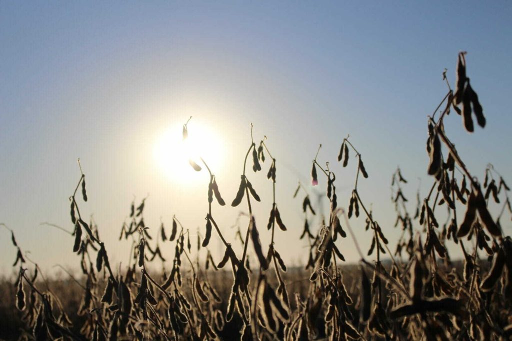 Preliminary Harvest Results Indicate Soybean Seed is High Quality