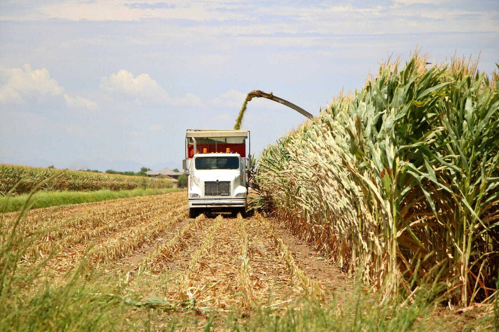 Corn Harvest