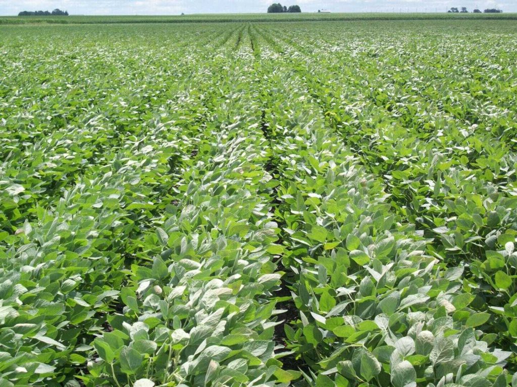 9 Reasons to Try LibertyLink® GT27™ Soybeans