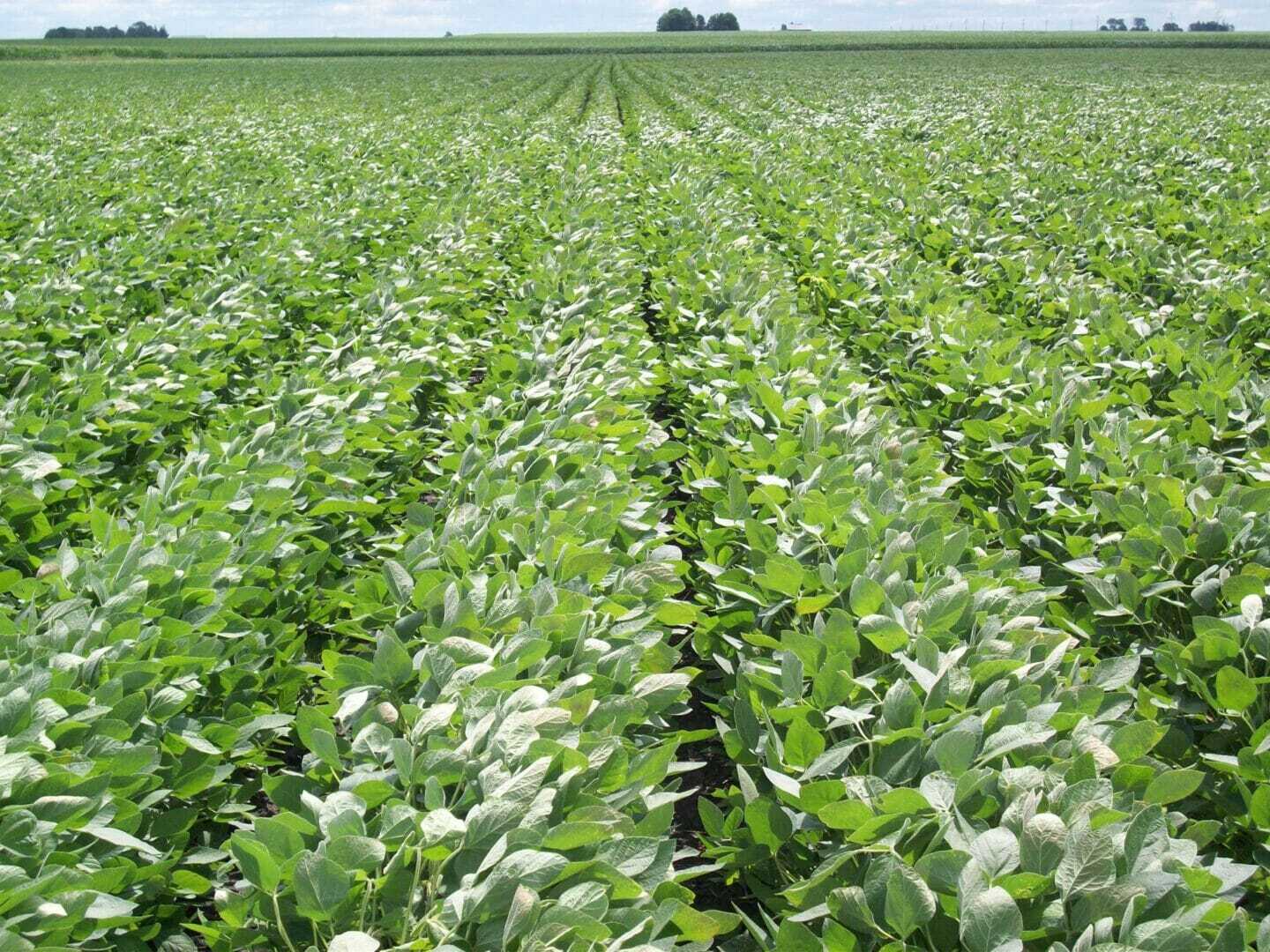 Soybean field