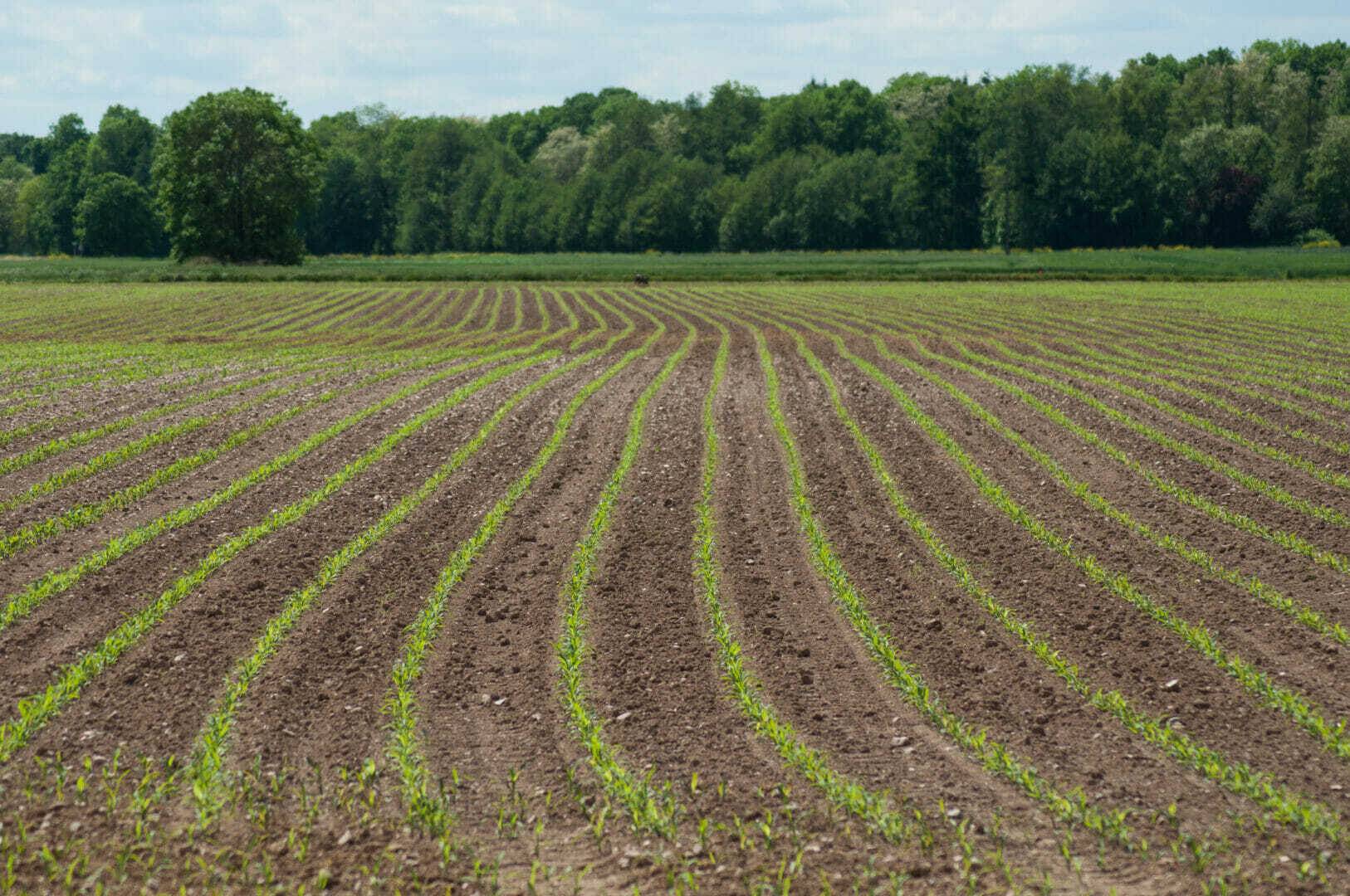 Corn leaves growth in a field at spring