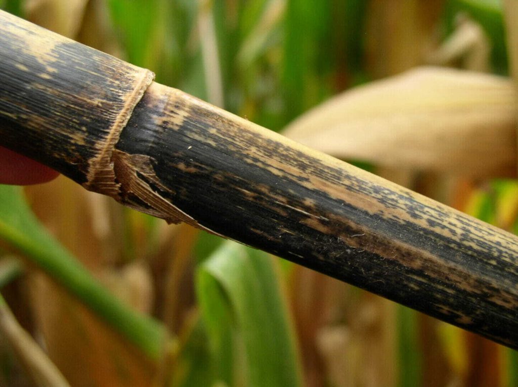 Anthracnose Stalk Rot