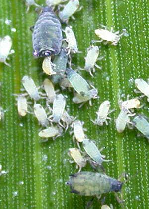 Corn Aphids 