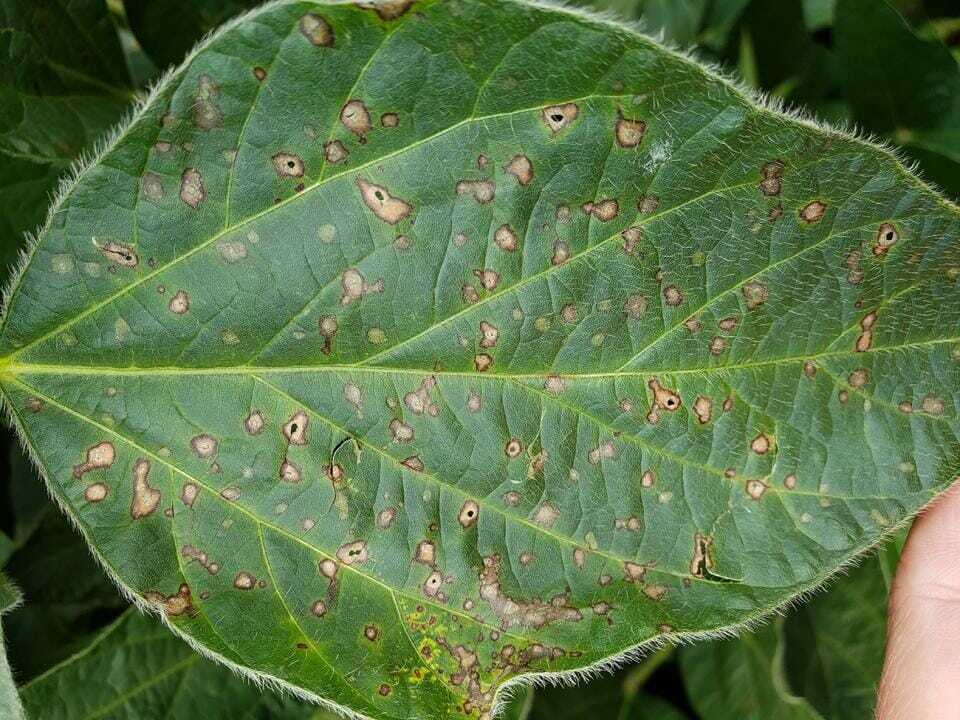 Frogeye Leaf Spot