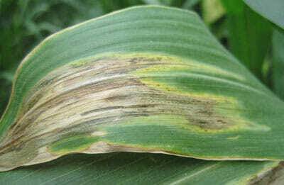 Ask the Agronomist: How to Identify and Manage Goss’s Wilt