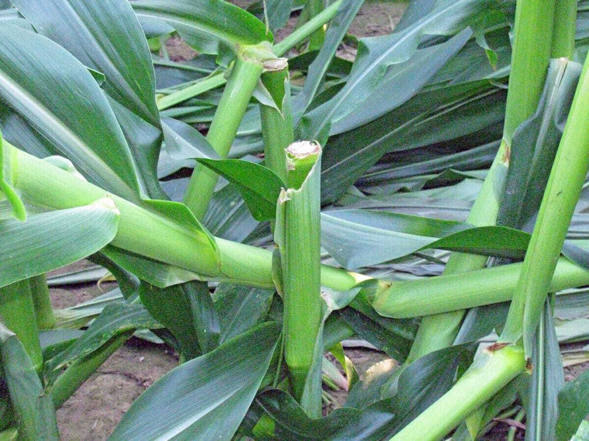 Green Snap Mississippi Crop Situation (1)