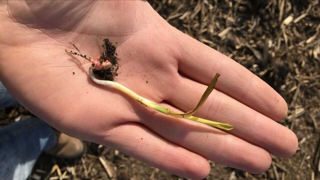 Spring Frost Damage in Corn and Soybeans 