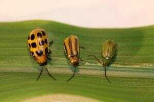 Corn Rootworm