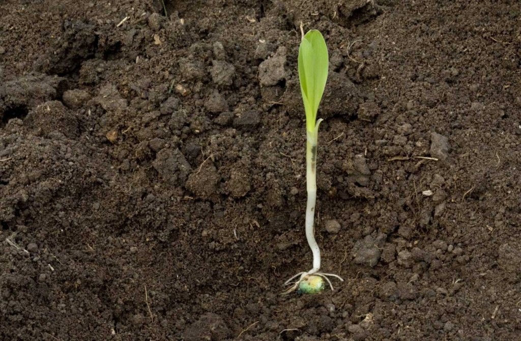 Ask the Agronomist: Does Corn Seed Size Matter?