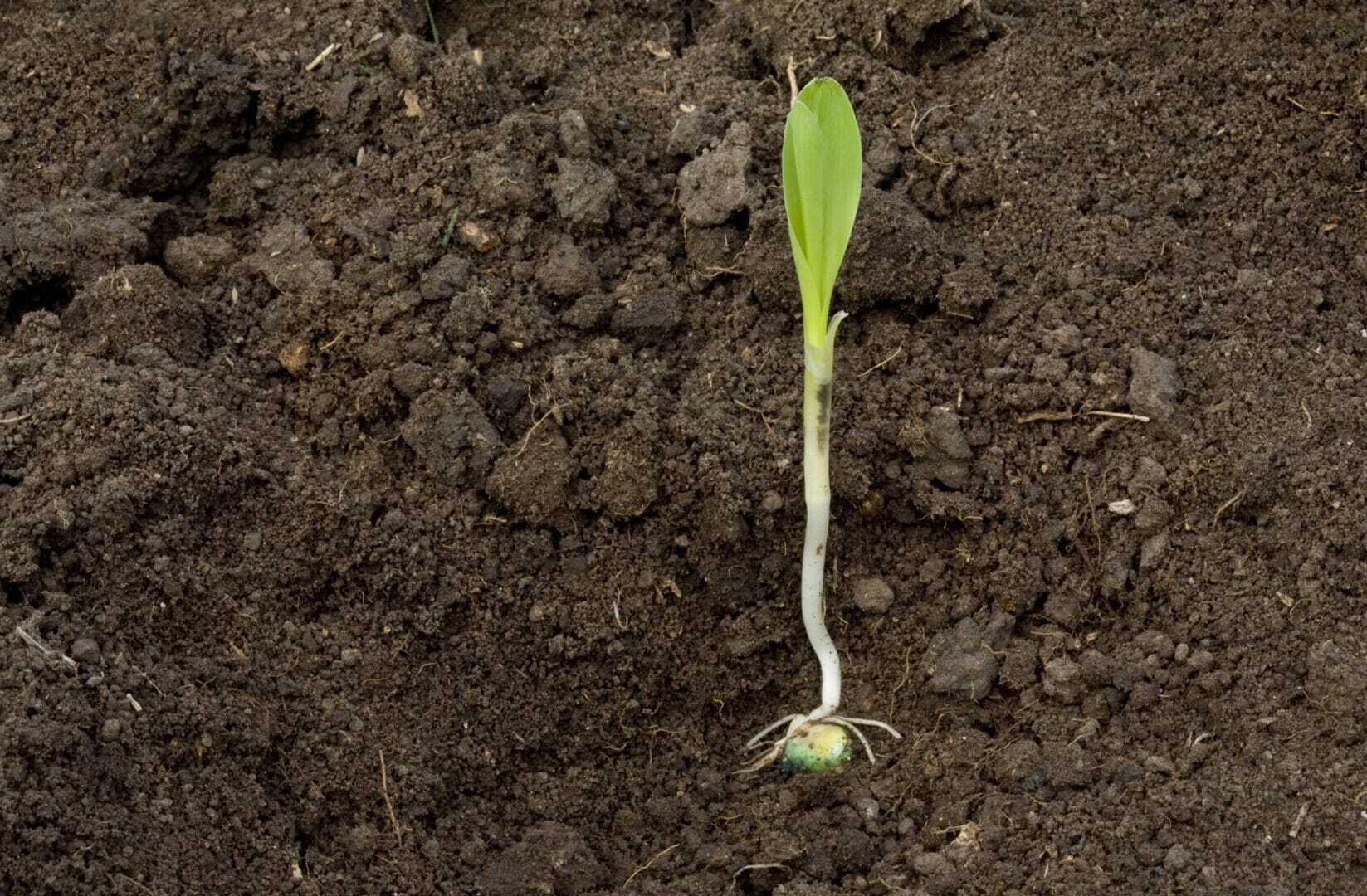 Field Corn Seedling Emerging From Soil