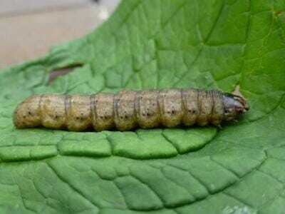 Identifying and Controlling Cutworms