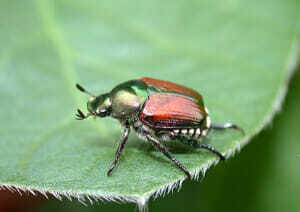 Japanese Beetle in Corn and Soybeans