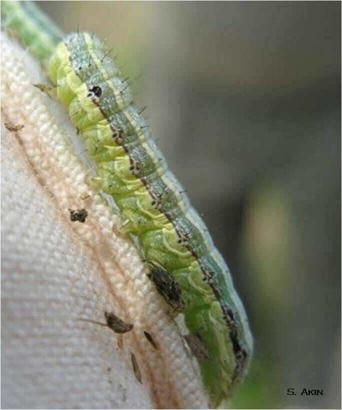 Armyworm 