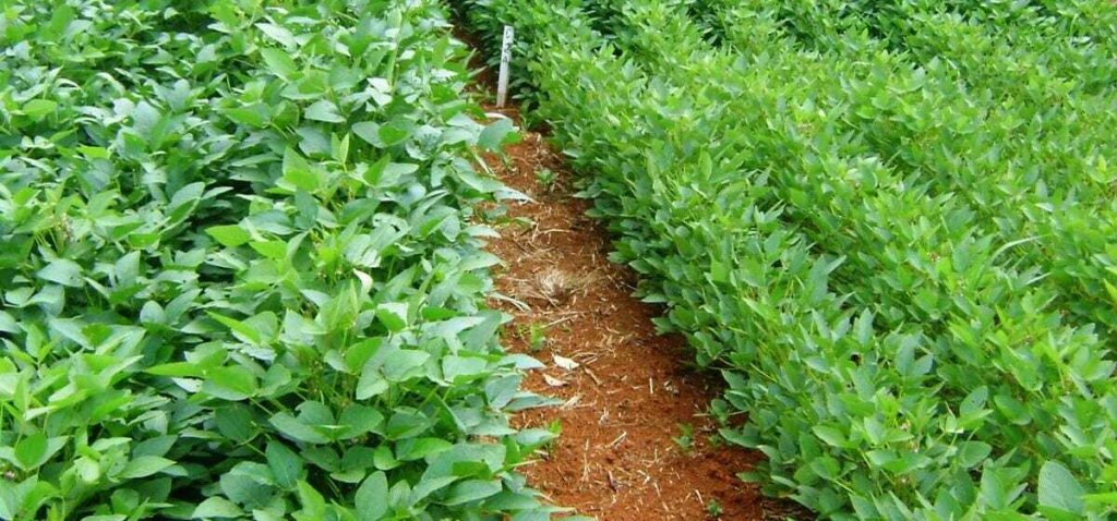 Phosphorus Deficiency in Soybeans 