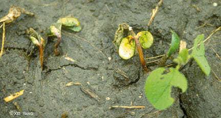 Phytophthora Root and Stem Rot – “Damping Off”