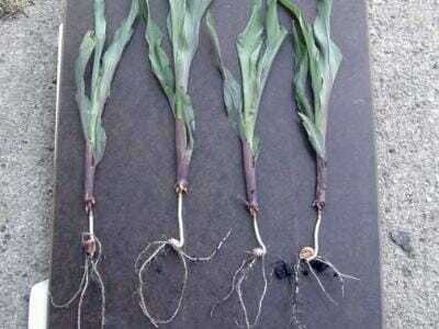 Rootless Corn Syndrome Photo Credit ISU