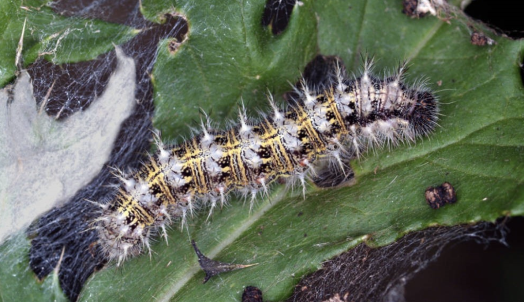 Thistle Caterpillars 