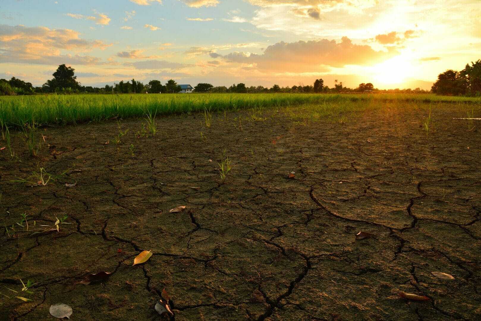 Crack and dry ground at rice field with sunlight.