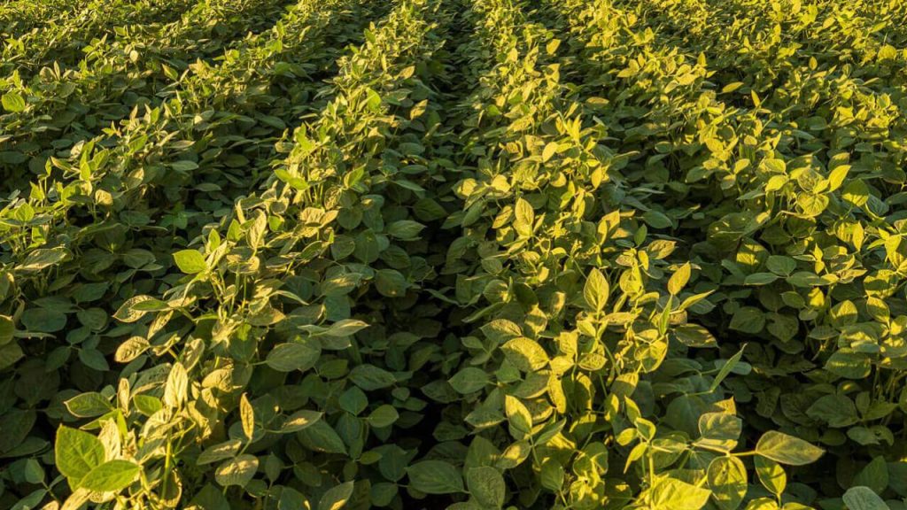 Iron Deficiency Chlorosis in Soybeans