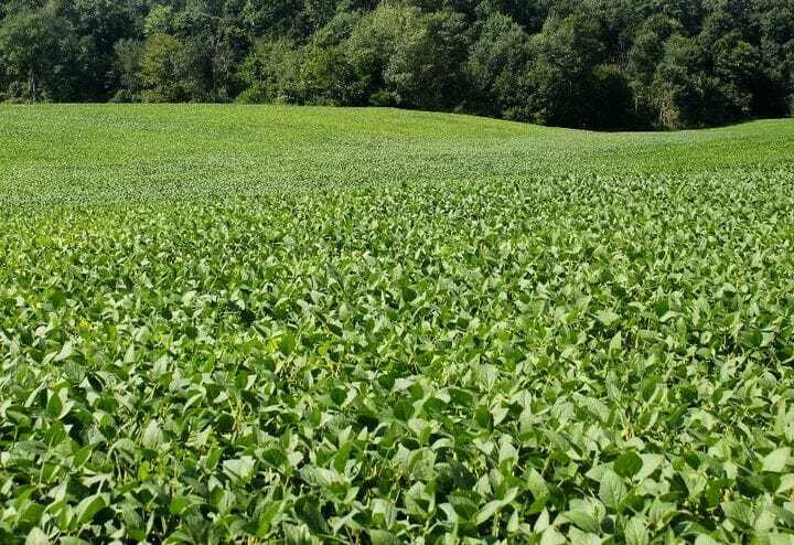 Nitrogen Deficiency in Soybeans