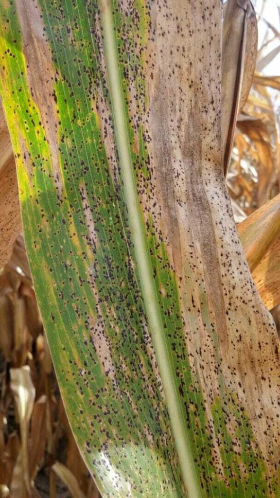 Early Scouting For Tar Spot