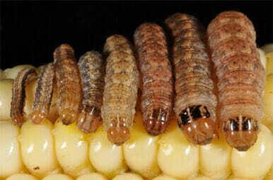 Western Bean Cutworm 