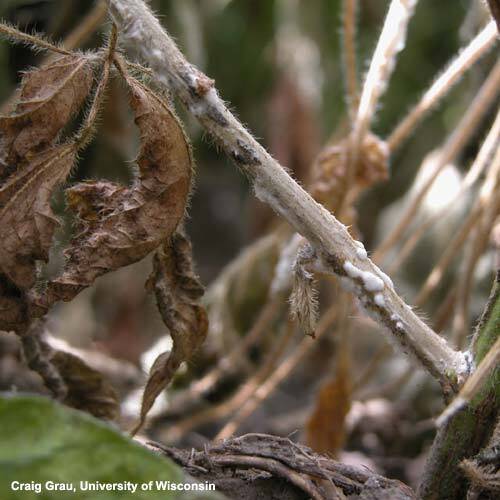 Sclerotinia Stem Rot or “White Mold” in Soybeans 