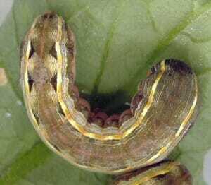 Armyworms and Cutworms in Soybeans