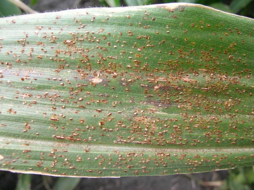 Rust Diseases in Corn