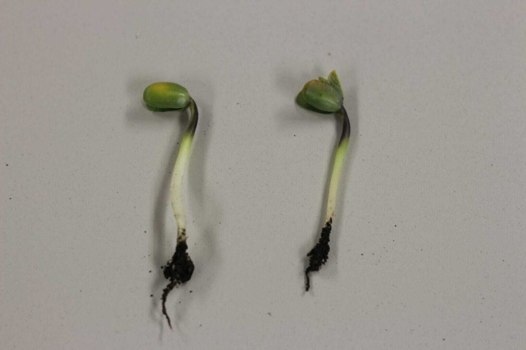 Frost Damage in Corn & Soybeans