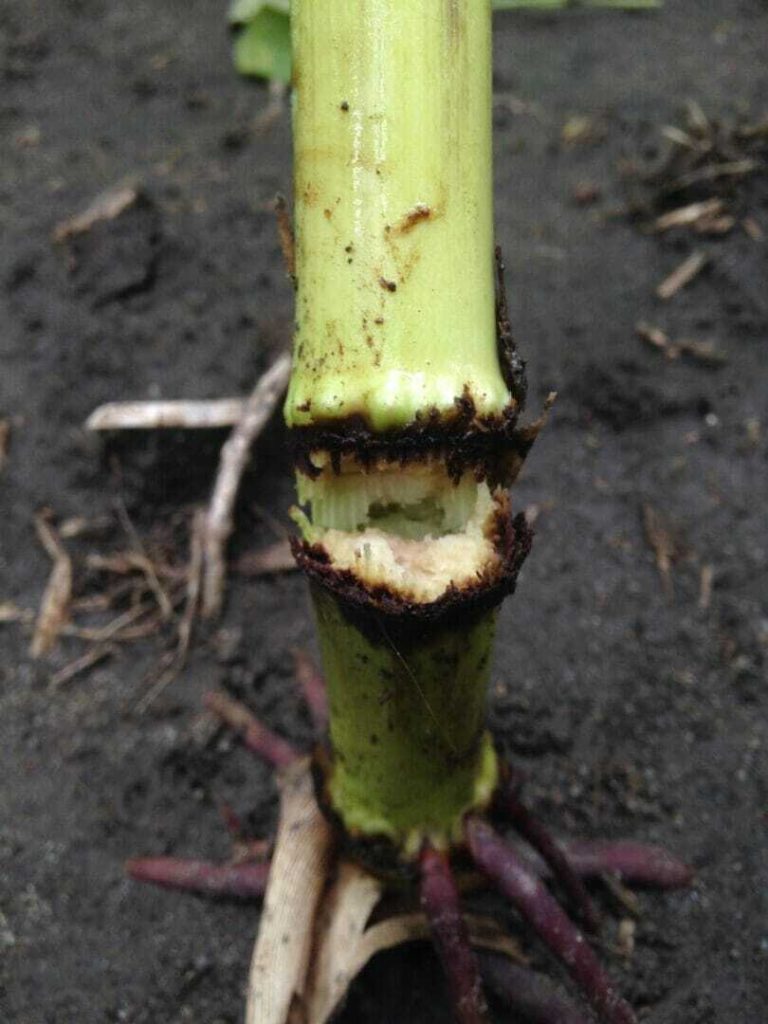 Physoderma Stalk Rot 