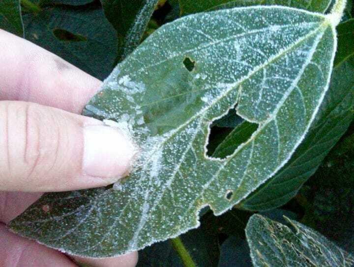 Fall Frost Damage in Corn and Soybeans 