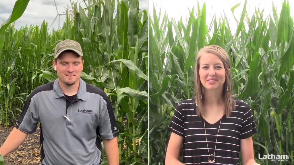 #AskTheAgronomist: Corn Scouting & Fungicide Application