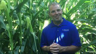 Corn Silage Fungicides