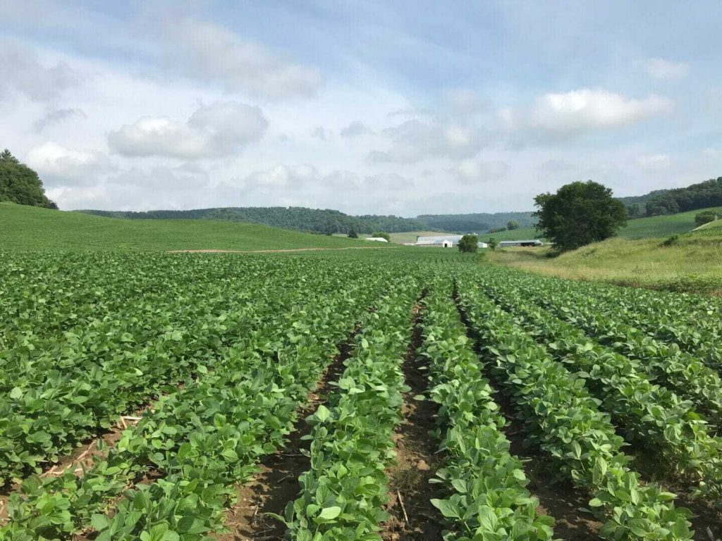 Considerations for Applying Foliar Fungicide to Soybeans