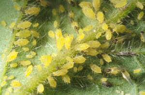 Soybean Aphids