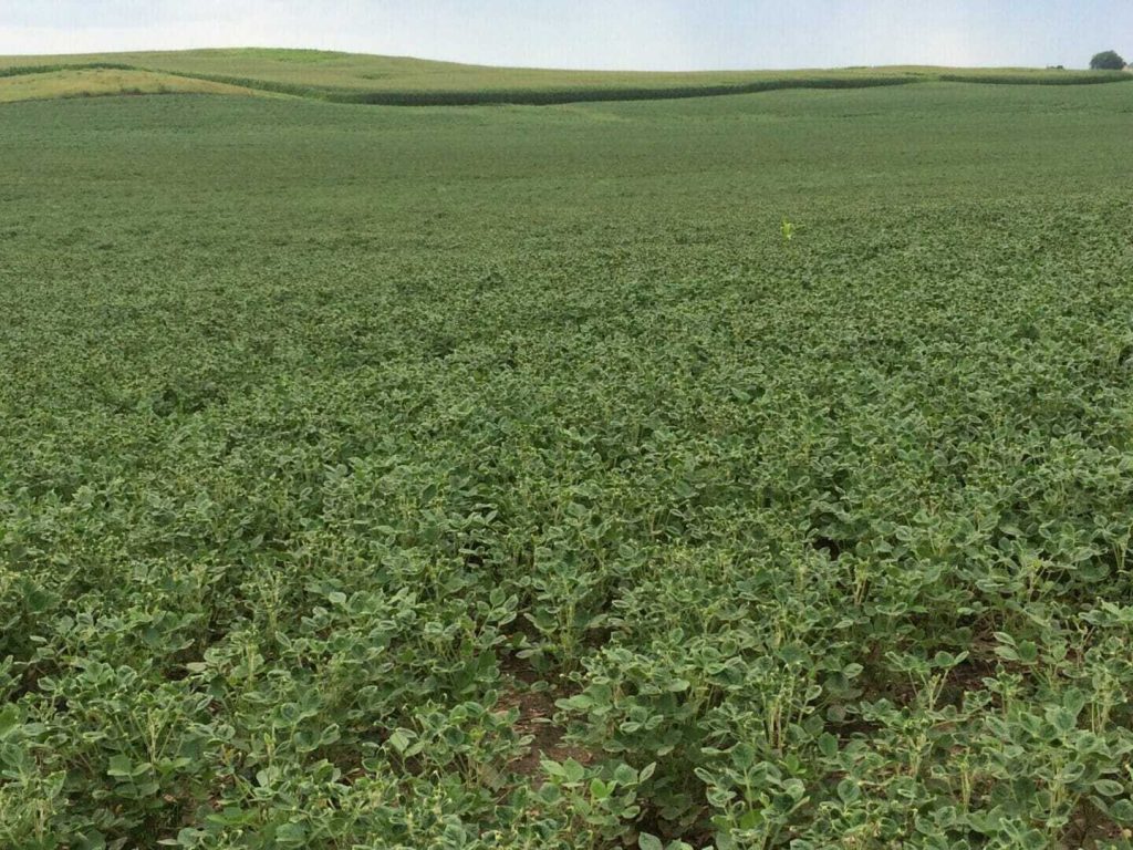 Dicamba Injury Insight with ISU Extension Experts