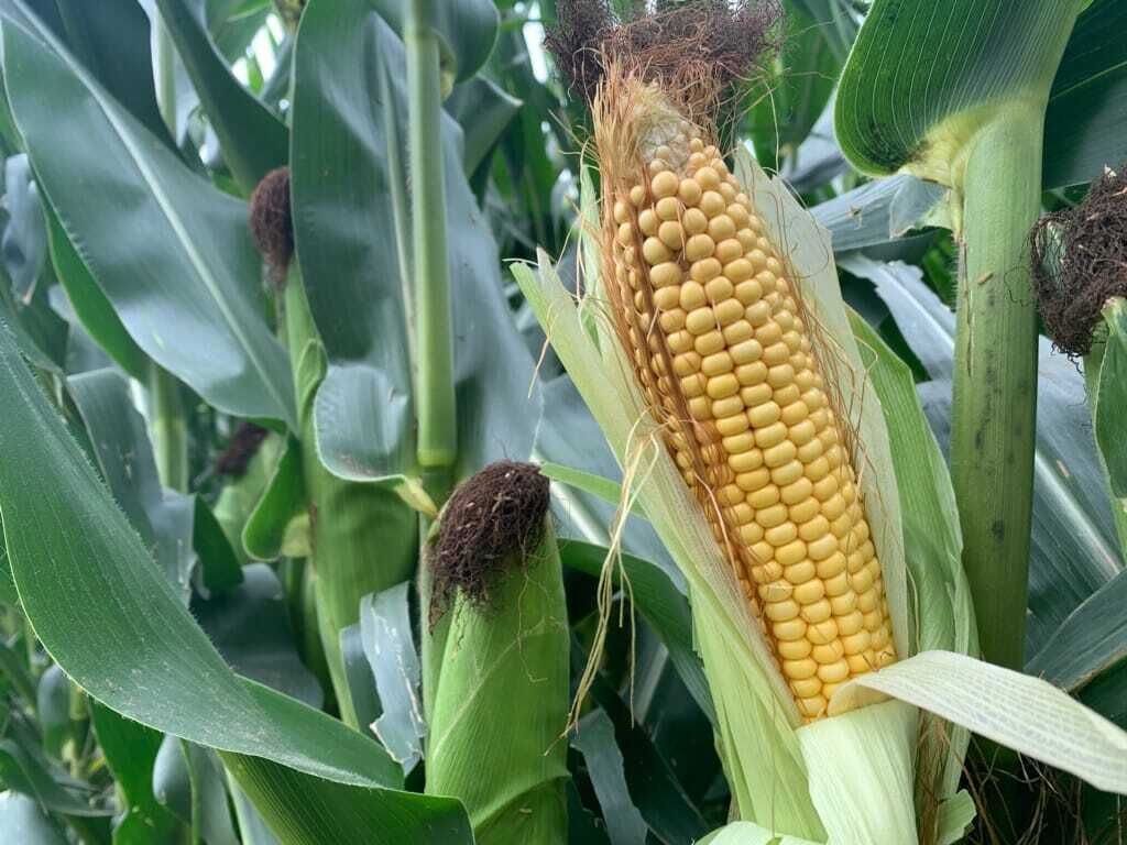 Ask the Agronomist: Corn Pollination and Kernel Set