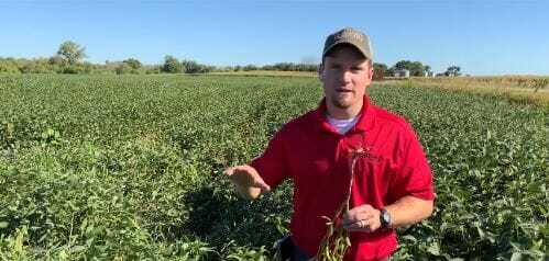 #AskTheAgronomist: Late-Season Soybean Pests