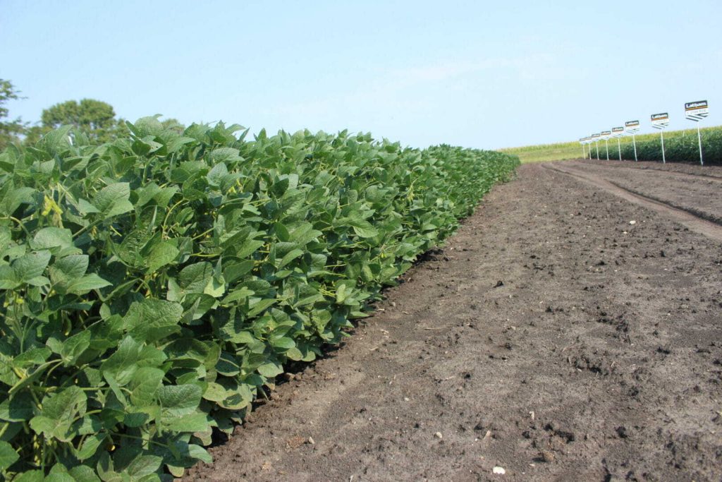 The History of Latham® IRONCLAD™ Soybeans