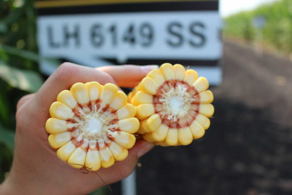 Ask The Agronomist: Managing Stress & Ear Flex