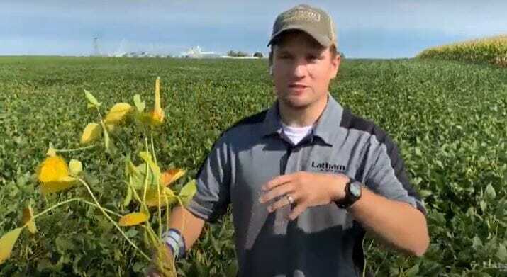 Ask The Agronomist: How to Manage Late-Season Soybean Troubles