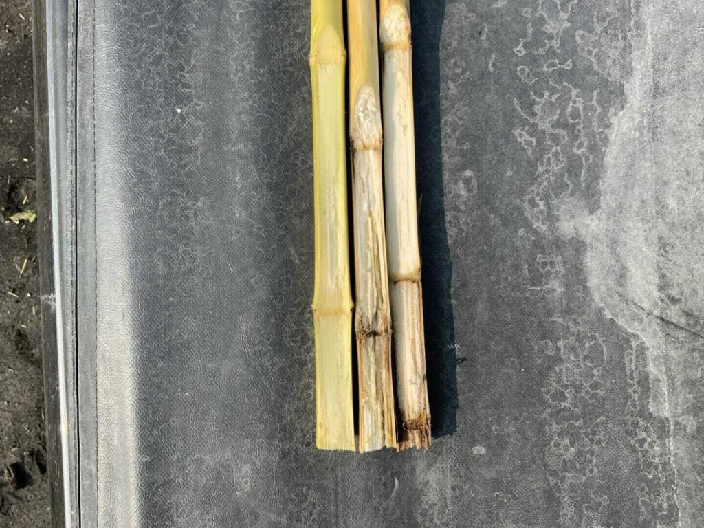 #AskTheAgronomist: Top 3 Stalk Rots & Ear Rots