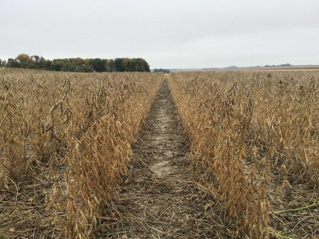 Ask the Agronomist: Does Additional Nitrogen on Soybeans Pay?