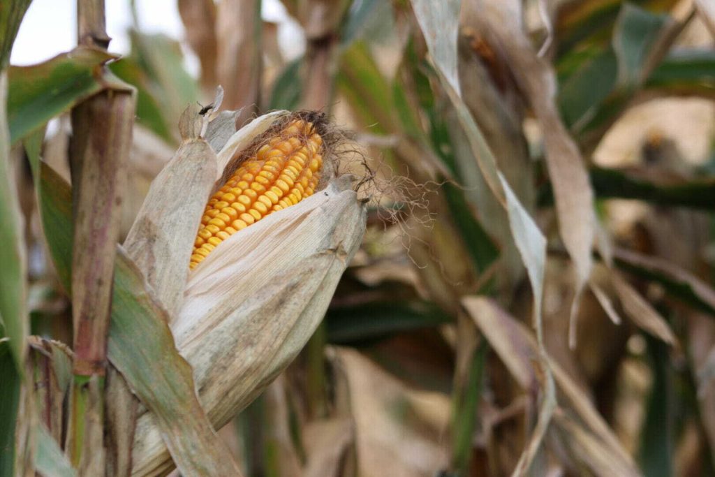 Ask The Agronomist: Phantom Yield Loss