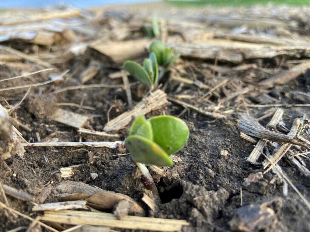 Think Differently about VR Seeding Soybeans