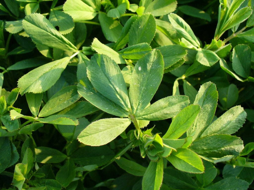 Tips for Assessing Spring Alfalfa Stands